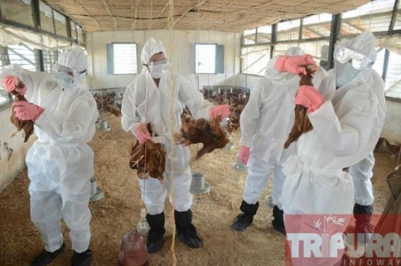 Bird flu attacked Tripura: Culling operation underway, 10, 000 birds culled at Gandhigram